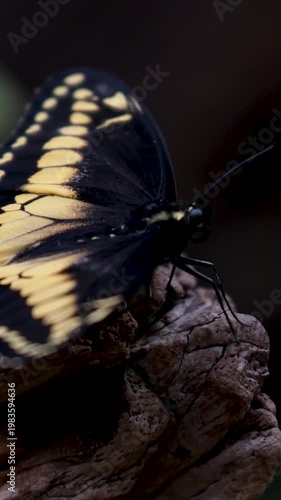 Butterfly resembling hybrid of Papilio machaon and Papilio brevicauda close up