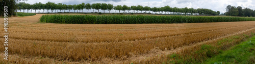 Panorama - Harvested field and raw of trees - Gazeran - Yvelines - Ile-de-France - France