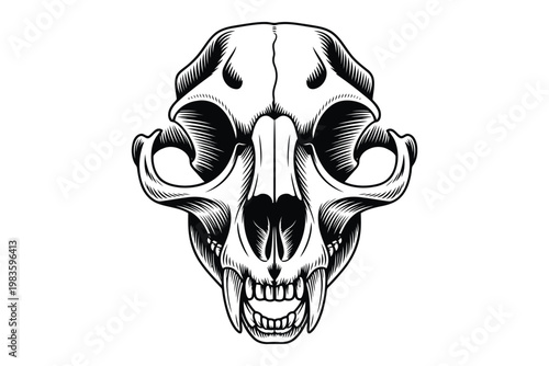 Detailed of a cat skull with visible teeth and eye sockets animal skull bone structure