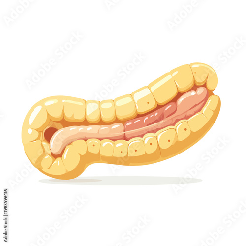 Medical illustration of human pancreas internal organ vector