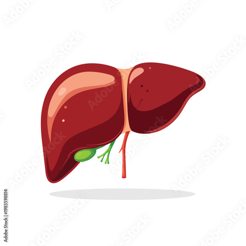 Realistic human liver medical organ vector flat illustration