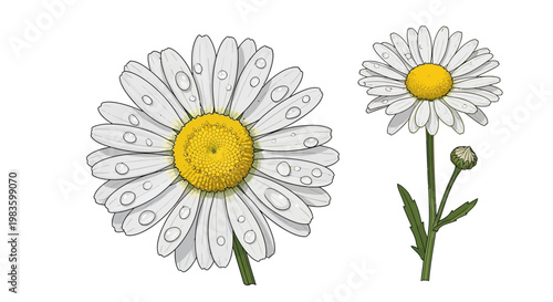 Daisies with water drops on petals.