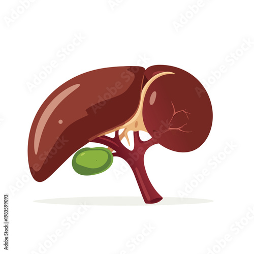 Human liver internal organ medical anatomy vector illustration