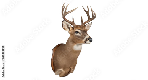 Whitetail deer head taxidermy mounted trophy isolated on transparent background