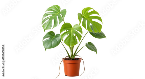 Monstera deliciosa plant in orange pot isolated on transparent background