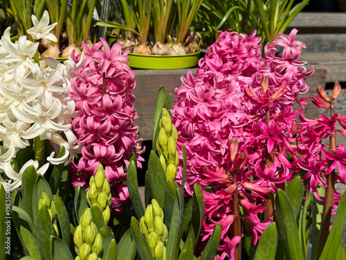 Εκτύπωση καμβά Hyacinthus orientalis hyacinth pink and white flowers.