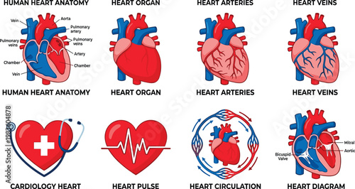 Detailed vector illustration of human heart anatomy, circulation, and medical concepts. Ideal for educational materials, healthcare marketing, and scientific presentations with a clean, modern design.