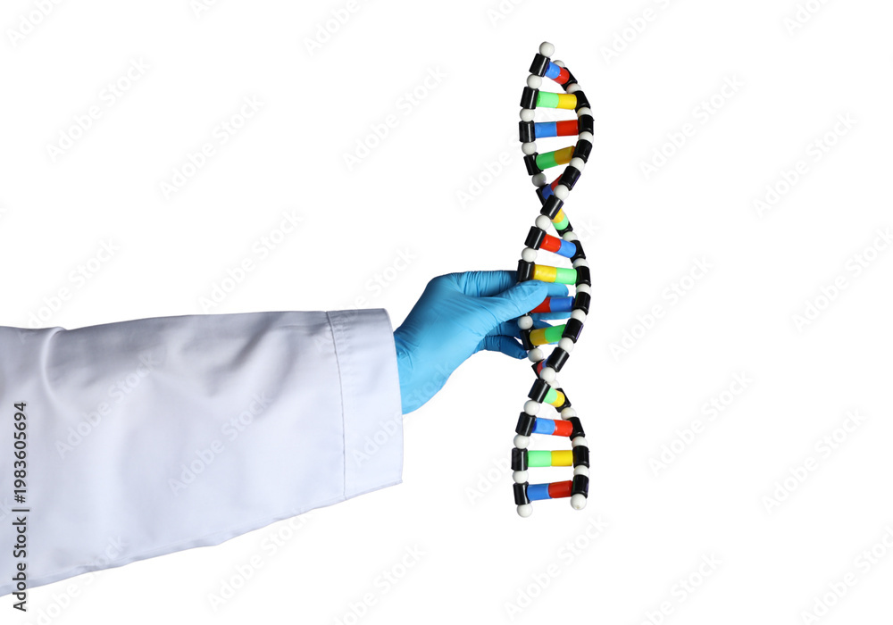 Obraz premium Scientist Hand Holding DNA Strand Genetic Research Concept Isolated on White