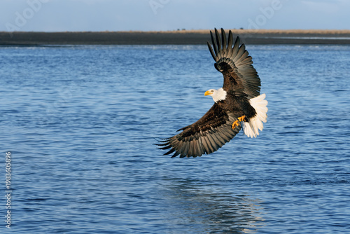 American Bald Eagle in Alaska Fishing Flying 