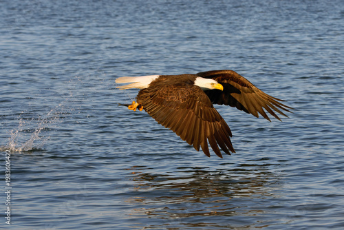 American Bald Eagle in Alaska Fishing Flying 