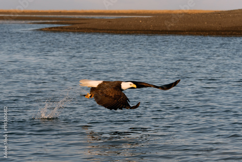 American Bald Eagle in Alaska Fishing Flying 