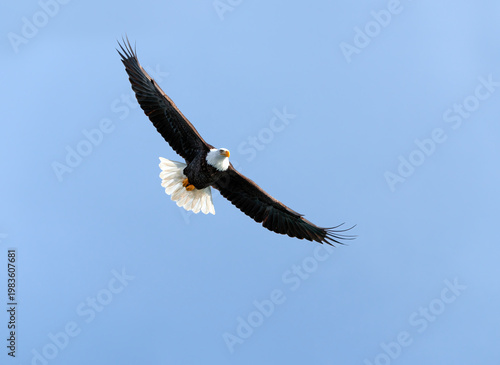 American Bald Eagle in Alaska Fishing Flying 