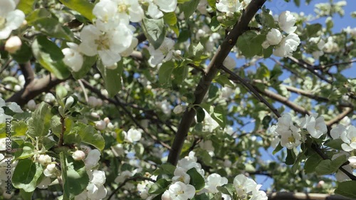 Apple blossom in early spring. There are a lot of white apple blossoms against the blue sky.