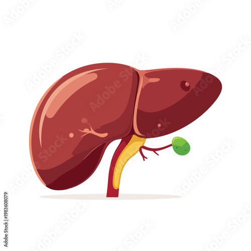 Human liver anatomy medical vector illustration white background