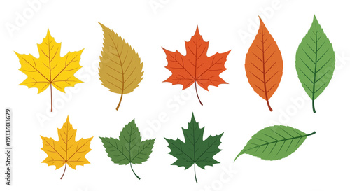 A diverse and colorful collection of beautifully illustrated autumn and green leaves, showcasing the vibrant changes and natural beauty of the seasons