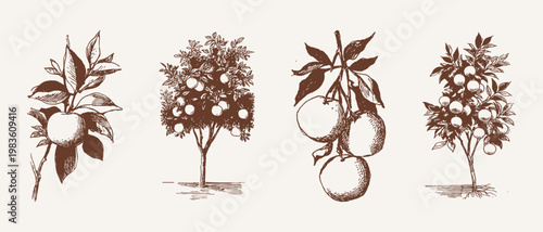 Orange tree fruit branch botanical citrus illustration set. Illustrations for packaging and botanical themes. Pencil drawing style shows leaves and ripe fruit on plant.