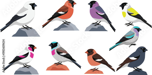 Colorful Songbird and Finch Vector Illustration Set Featuring Various Species Perched on Rocks for Nature Lovers, Wildlife Conservation, and Outdoor Themed Graphic Designs