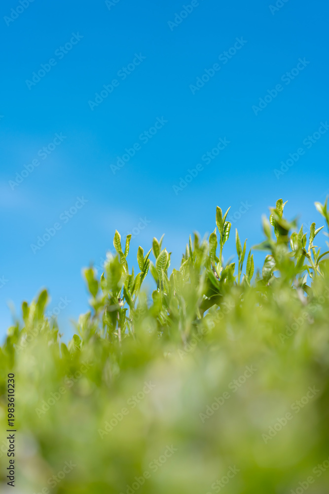 Naklejka premium 茶畑 青空