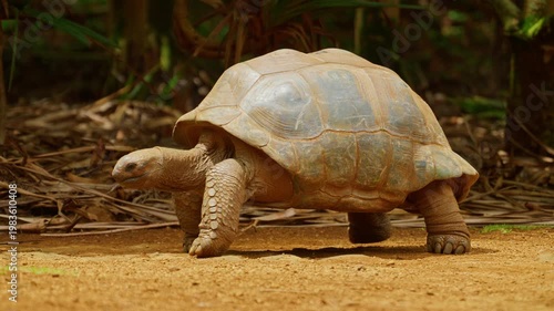 Giant tortoises, an endangered species. Mauritius island