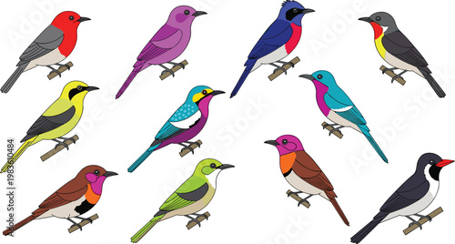 Songbirds and colorful garden birds wildlife flat icon set