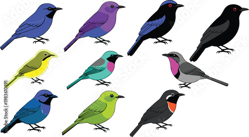 Tropical honeycreepers and colorful nectar feeding birds wildlife icon set