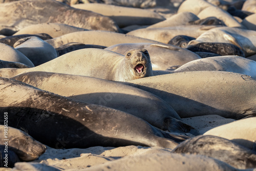 Elephant seals on the beach.