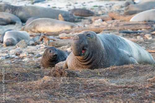 Elephant seals on the beach.