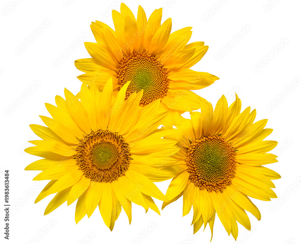 Naklejka premium Flower bouquet with three sunflowers isolated on white background. The seeds and oil. Floral arrangement. Picturesque and conceptual scene. Flat lay, top view