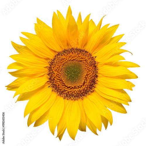 Sunflower head isolated on white background. Sun symbol. Flowers yellow, agriculture. Seeds and oil. Flat lay, top view. Bio. Eco. Creative