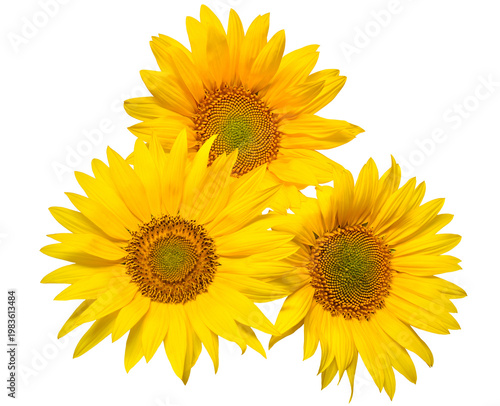 Flower bouquet with three sunflowers isolated on white background. The seeds and oil. Floral arrangement. Picturesque and conceptual scene. Flat lay, top view