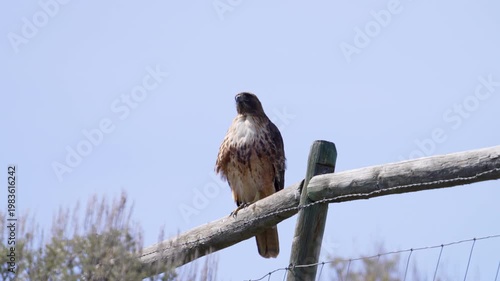 Red-tailed Hawk sitting on a fence looking around against a blue sky.