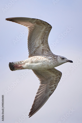 European herring gull in flight (Larus argentatus)