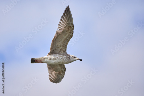European herring gull in flight (Larus argentatus)