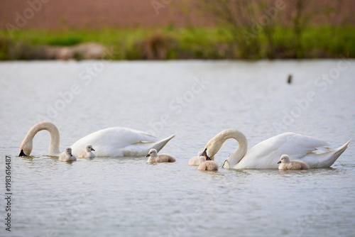 Mute Swans with cygnets on a lake eating vegetation ( Cygnus Olor )