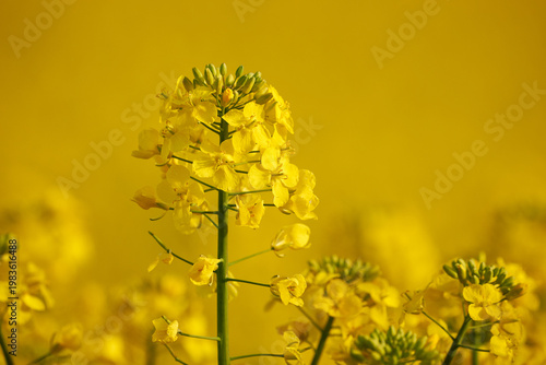 Rapeseed field close-up flowers (Brassica napus)