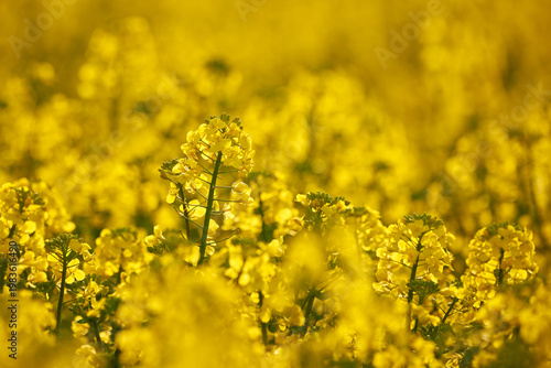 Rapeseed field close-up flowers (Brassica napus)
