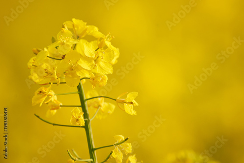 Rapeseed field close-up flowers (Brassica napus)