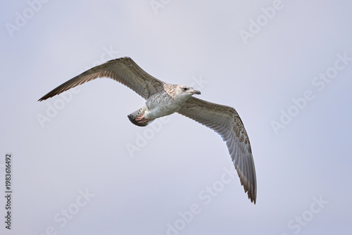 European herring gull in flight (Larus argentatus)