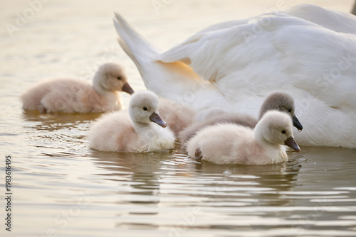 Mute Swans with cygnets on a lake eating vegetation ( Cygnus Olor )