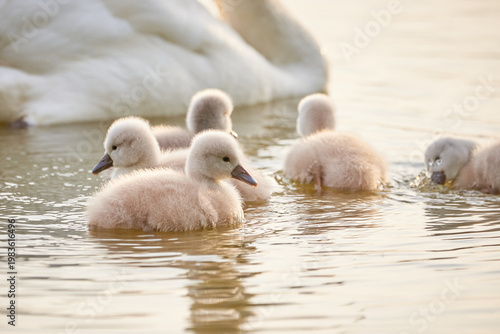 Mute Swans with cygnets on a lake eating vegetation ( Cygnus Olor )