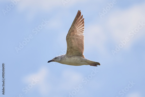 European herring gull in flight (Larus argentatus)