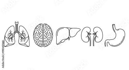 Human internal organs line icon set, anatomical body parts vector illustrations, medical health symbols of lungs brain liver kidneys and stomach