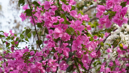 Tableau sur toile Vibrant Pink Bougainvillea Flowers in Full Bloom Against Bright Summer Sky