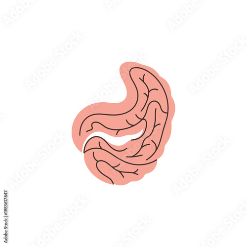 Vector Illustration of Human Stomach and Digestive System Organ