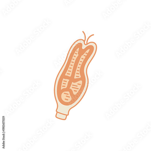 Minimalist Vector Illustration of Human Uterus Anatomy