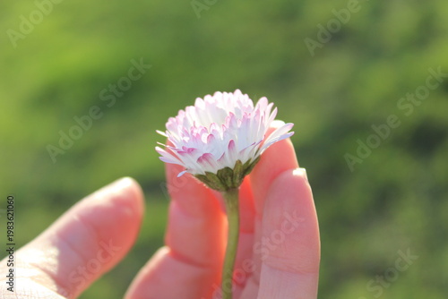 Hand holding white flower on green background with copy space, eco concept