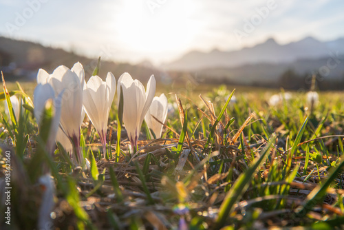 Frühlingserwachen in den Alpen