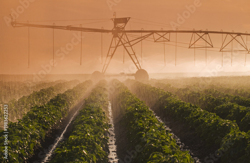Fotografie a center pivot irrigation system irrigates potatoes