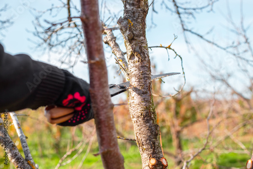 Close-up of hands in black gloves cutting a tree branch with a pruning saw. Garden maintenance, tree trimming, outdoor work, agriculture.