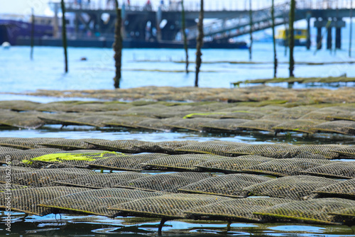 Oysters farm at Arcachon bay, France